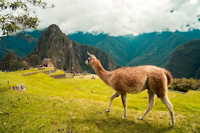 WildLife